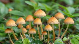 High-quality close-up images of wild psychedelic mushrooms