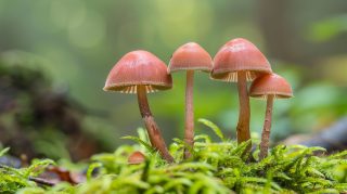 Stunning wild psychedelic mushroom photography in ultra HD