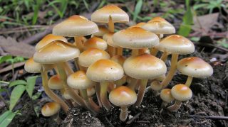 HD images of psychedelic mushrooms growing naturally outdoors