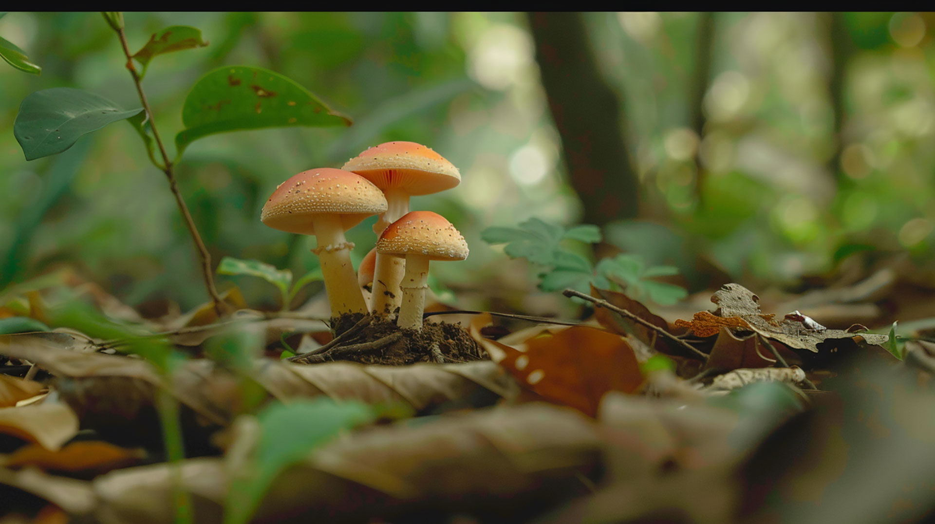 Detailed wild psychedelic mushroom images in high resolution