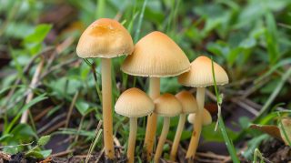 Colorful photos of psychedelic mushrooms in the wild