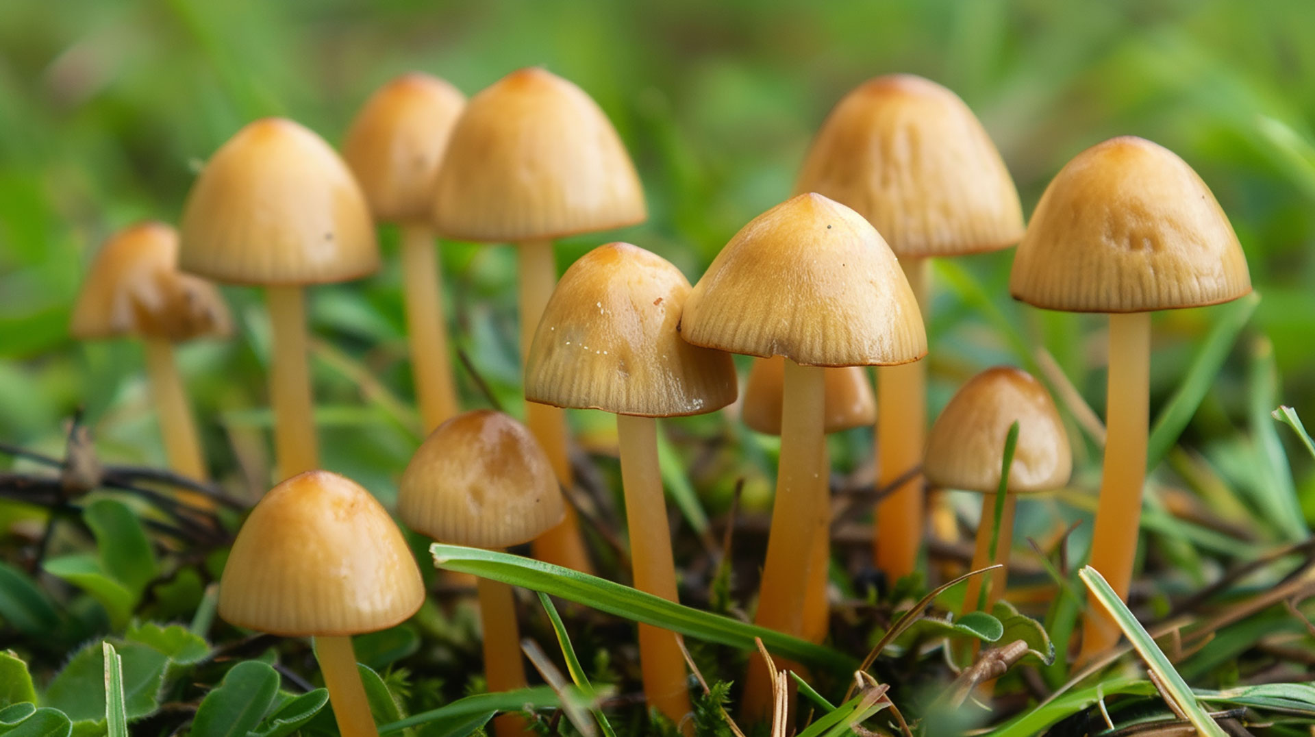 Beautiful images of psychedelic mushrooms growing outdoors4o mini