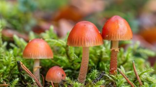 Detailed photos of psychedelic mushrooms growing in nature