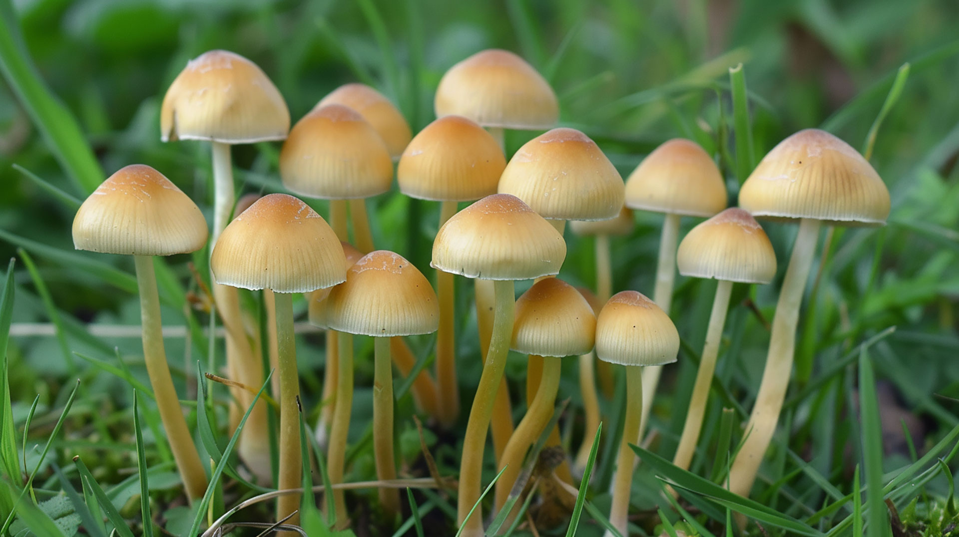 Vibrant pictures of psychedelic mushrooms in natural habitats