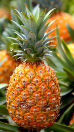 Stunning Pineapple Digital Backgrounds for Mobile