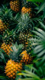 Download High-Quality Pineapple Photos for Android