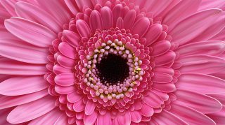 Ultra HD Pink Flower Background Wallpaper