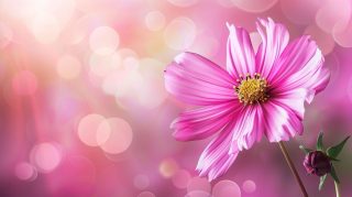 Pink Flower Background HD Wallpaper