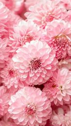 Free Download: Pink Flower iPhone Wallpaper