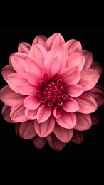 Pink Flower iPhone Wallpaper HD