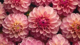 AI-Generated Aesthetic Pink Flower Image