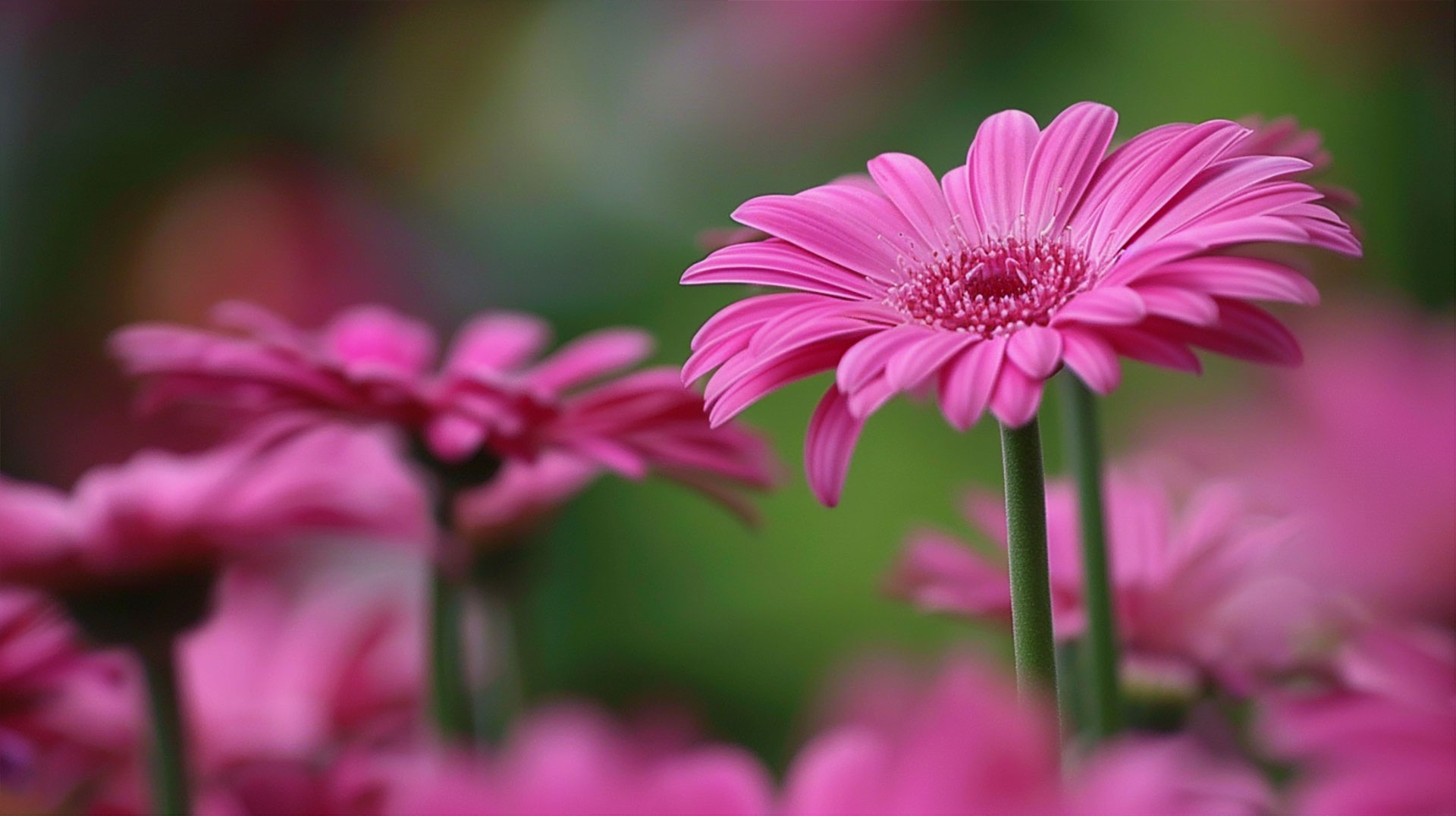 1920x1080 Pink Flowers HD Wallpaper