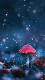 Unique Trippy Mushroom Picture in 9:16 Format