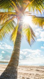 Vibrant 9:16 Tropical Palm Tree Mobile Backgrounds