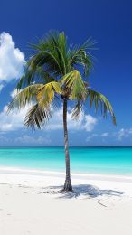 High-Definition Tropical Palm Tree Photos for Mobile Use