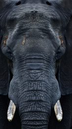 Download Free 3D Elephant Mobile Wallpaper for Your Phone