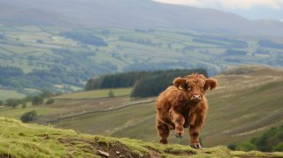 AI Generated Cute Highland Cow HD Wallpapers