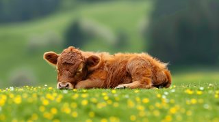 Download Ultra HD Highland Cow Images for Desktop Background