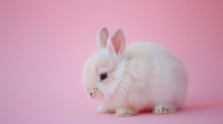 Cute Easter Bunny Wallpaper for Desktop in Ultra HD