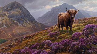 Beautiful 8k Highland Cow HD Wallpaper Downloads