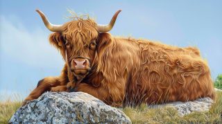 Highland Cattle AI Wallpaper for Your Desktop