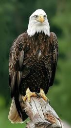 Majestic Bald Eagle Wallpaper for Mobile in 9:16 Format