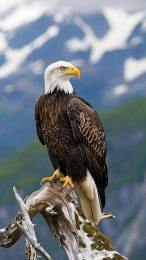 High-Quality Bald Eagle Photos: Perfect Phone Wallpaper