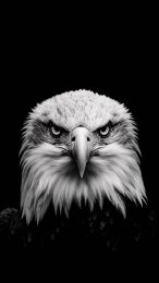 Bald Eagle Mobile Wallpaper: Free for All Cellphone Models