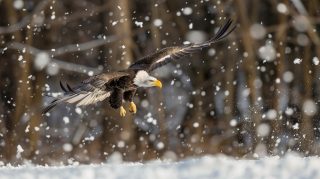 Download Free AI Wallpaper of American Bald Eagle