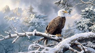 Beautiful American Bald Eagle Free Wallpaper Collection