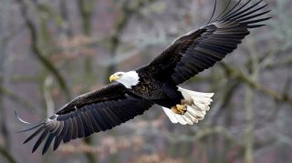 American Bald Eagle HD Wallpaper for Desktop Background