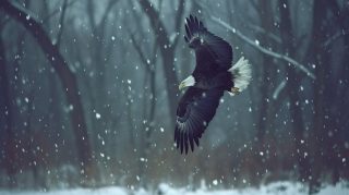 American Bald Eagle Desktop Backgrounds for Nature Lovers