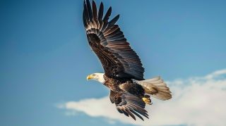 Stock Photos: Bald Eagle Over American Flag