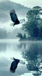 Bald Eagle Flying HD Mobile Wallpaper for iPhone