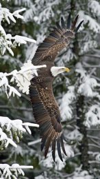 Free Digital Backgrounds Featuring Flying Bald Eagles