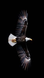 Elevate Your Phone with Bald Eagle Flying Wallpaper