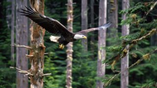 Free Wallpaper: Bald Eagle Soaring Across Clear Skies