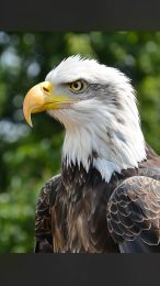 Bald Eagle HD Mobile Wallpaper for iPhone Users