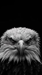 Explore Bold Bald Eagle HD Wallpapers for iPhones