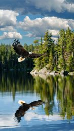 Stunning Bald Eagle Images for Free Mobile Download