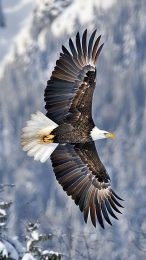 Download Beautiful Bald Eagle Photo for Your Device