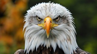 High-Quality 8K Bald Eagle Backgrounds for Your Desktop