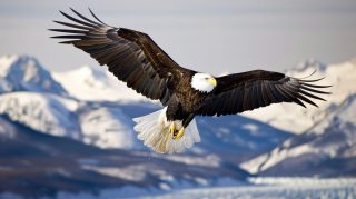 Ultra HD Bald Eagle Wallpaper for Stunning Displays