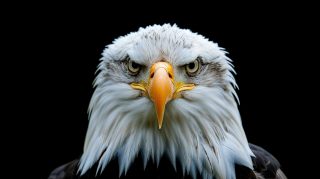 Bald Eagle Pictures: Free Downloadable HD Wallpapers