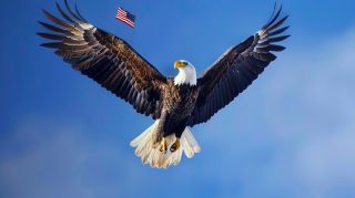 Bald Eagle with American Flag HD Wallpaper for Desktop