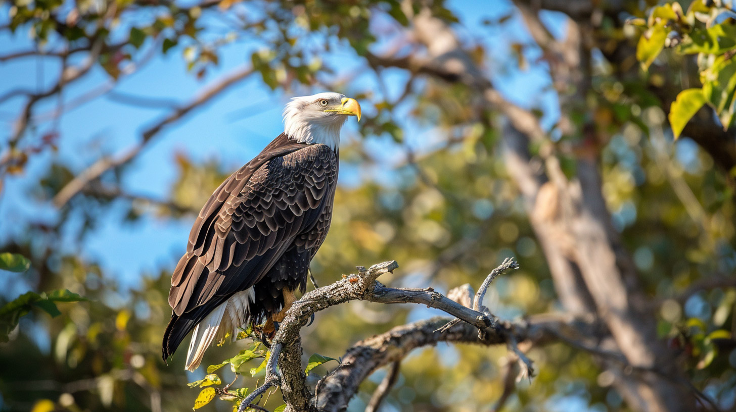 Download 1920x1080 Bald Eagle American Flag Images