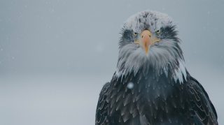 Free Stock Photos of Bald Eagle with Flag Design