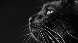 Ultra HD Black Cat Images for Desktop Backgrounds