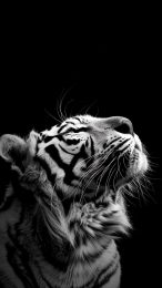 Download Gorgeous White Tiger Photos for iPhone