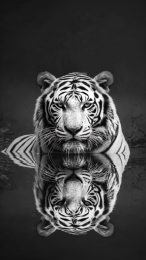 Amazing White Tiger Picture for Android Mobile Wallpaper